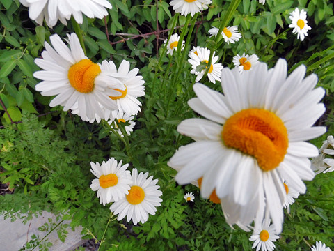 Happy Daisies - growing in polluted land